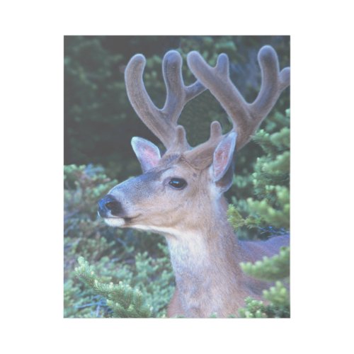 Black_tail Deer  Olympic National Park Gallery Wrap