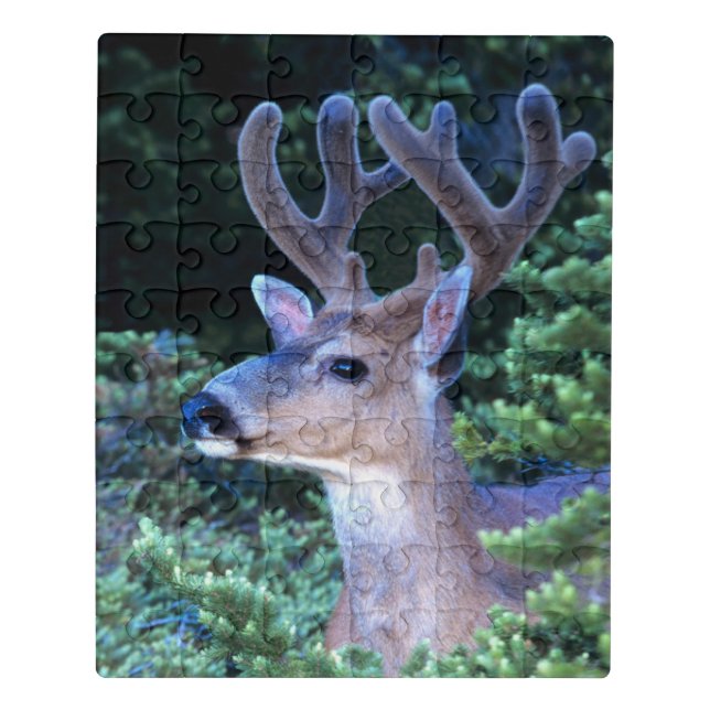 Black-tail Deer | Olympic National Park Jigsaw Puzzle (Puzzle Vertical)