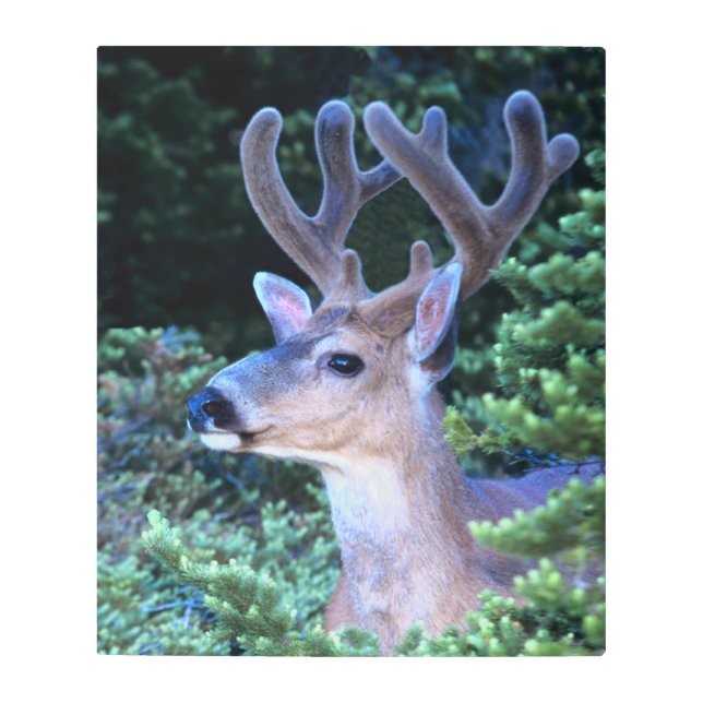 Black-tail Deer | Olympic National Park Metal Print (Front)