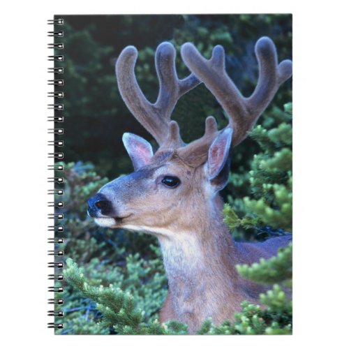 Black_tail Deer  Olympic National Park Notebook