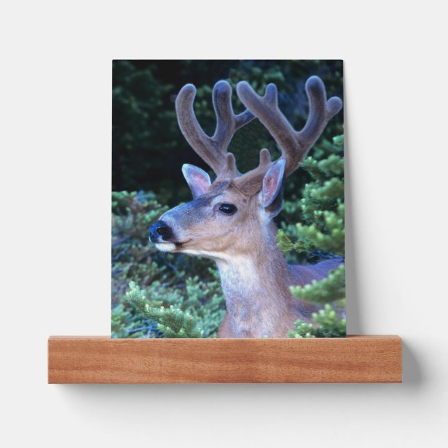 Black-tail Deer | Olympic National Park Picture Ledge (Front)