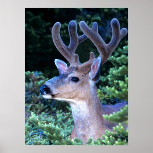 Black_tail Deer  Olympic National Park Poster