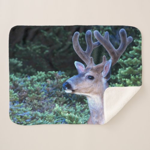 Black_tail Deer  Olympic National Park Sherpa Blanket