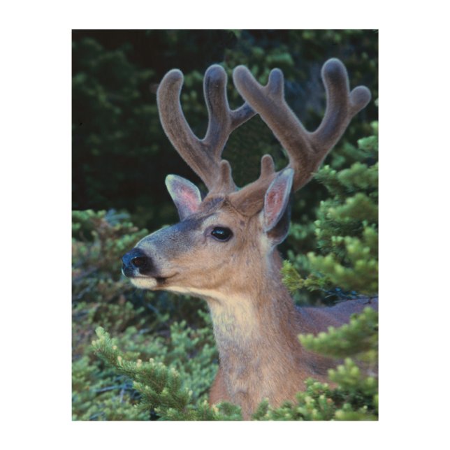 Black-tail Deer | Olympic National Park Wood Wall Art (Front)