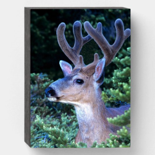 Black_tail Deer  Olympic National Park Wooden Box Sign