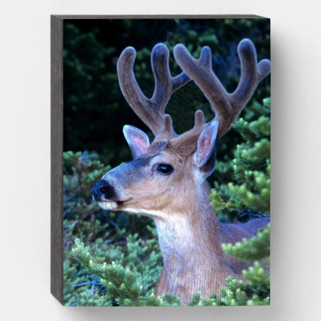 Black-tail Deer | Olympic National Park Wooden Box Sign (Front Vertical)