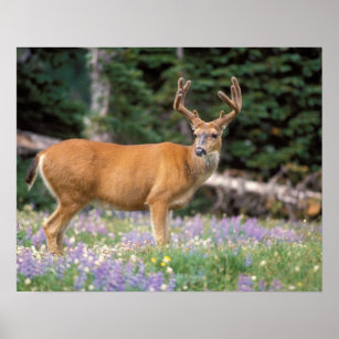 Black-tailed deer, buck eating wildflowers, poster