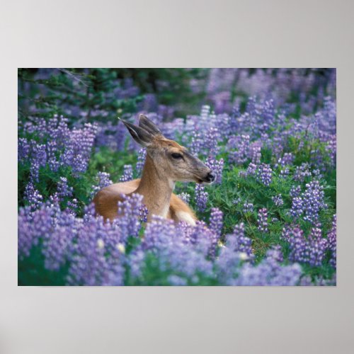 Black_tailed deer doe resting in siky lupine poster