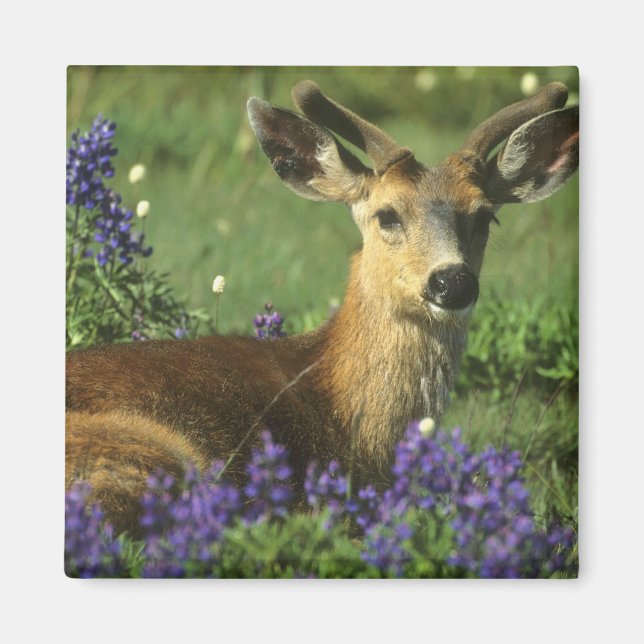 Black-tailed Deer, Odocoileus hemionus Magnet (Front)