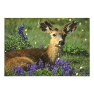 Black-tailed Deer, Odocoileus hemionus Photo Print