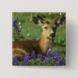 Black-tailed Deer, Odocoileus hemionus Pinback Button