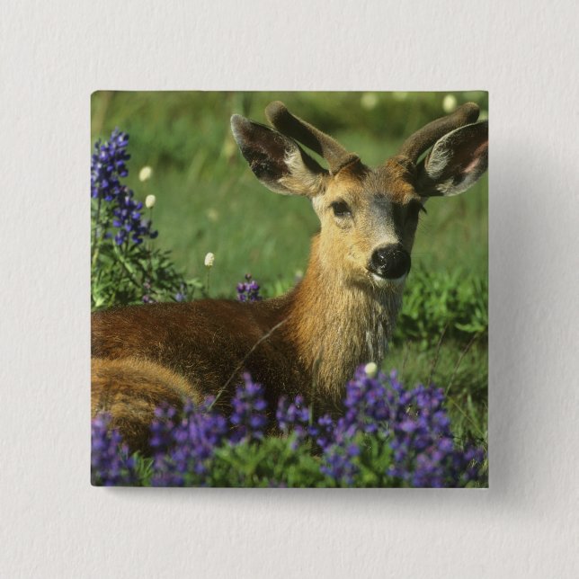 Black-tailed Deer, Odocoileus hemionus Pinback Button (Front)