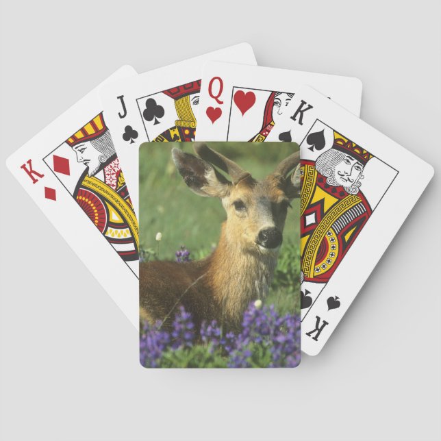 Black-tailed Deer, Odocoileus hemionus Poker Cards (Back)