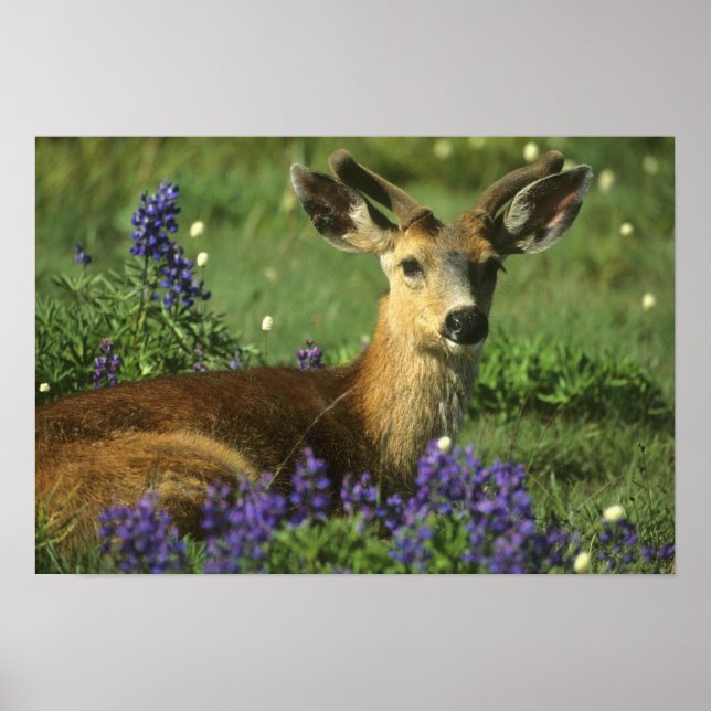 Black-tailed Deer, Odocoileus hemionus Poster (Front)
