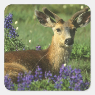 Black-tailed Deer, Odocoileus hemionus Square Sticker