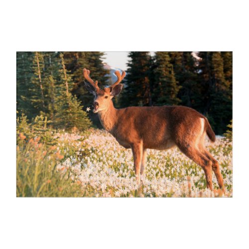 Black_tailed Deer  Olympic National Park Acrylic Print