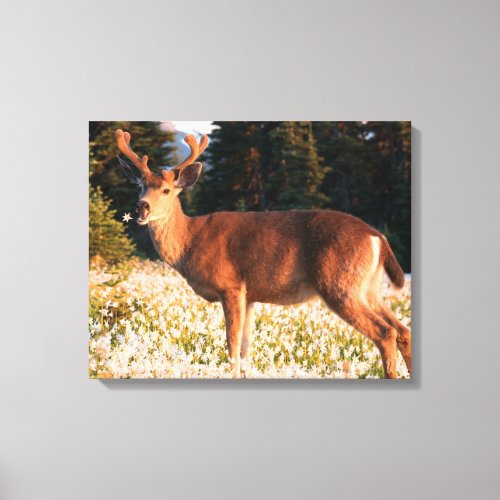 Black_tailed Deer  Olympic National Park Canvas Print