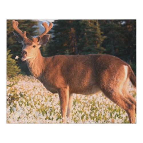 Black_tailed Deer  Olympic National Park Faux Canvas Print