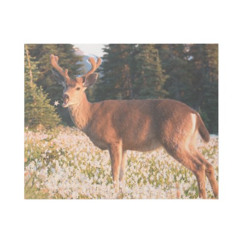 Black_tailed Deer  Olympic National Park Gallery Wrap