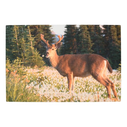 Black_tailed Deer  Olympic National Park Metal Print