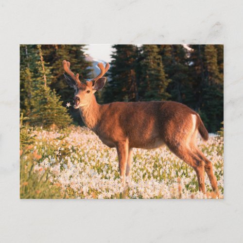 Black_tailed Deer  Olympic National Park Postcard