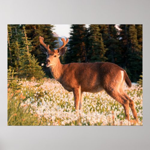 Black_tailed Deer  Olympic National Park Poster