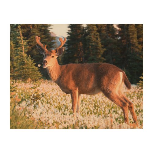 Black_tailed Deer  Olympic National Park Wood Wall Art