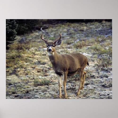 Black_Tailed Deer  Washington State Poster
