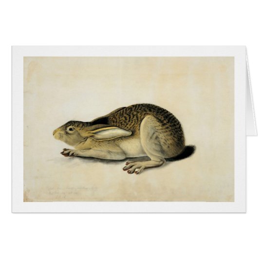 Black-Tailed Hare, John James Audubon Cards (Front Horizontal)