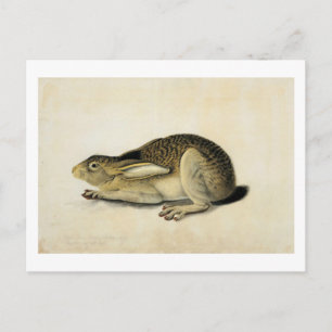 Black-Tailed Hare, John James Audubon Postcard