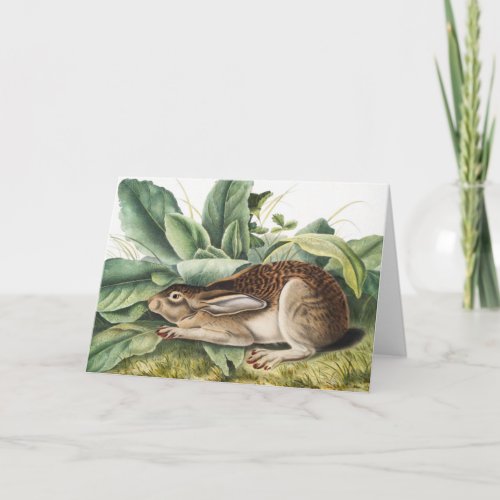 Black_tailed Hare Rabbit Lepus negricaudatus Card