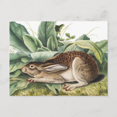 Black_tailed Hare Rabbit Lepus negricaudatus Postcard