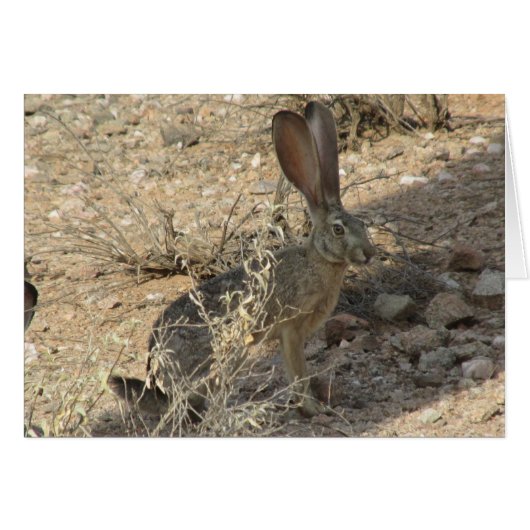 Black-tailed Jackrabbit Cards (Front Horizontal)