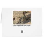 Black-tailed Jackrabbit Cards (Back Horizontal)