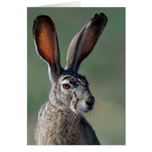 Black-tailed Jackrabbit Cards (Front)