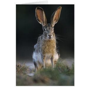 Black-tailed Jackrabbit, Lepus californicus, 2