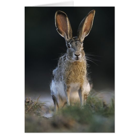 Black-tailed Jackrabbit, Lepus californicus, 2 Cards (Front)