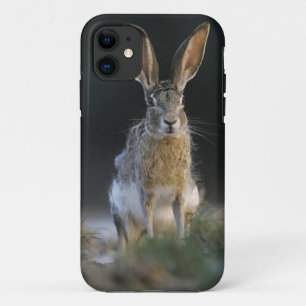 Black-tailed Jackrabbit, Lepus californicus, 2 iPhone 11 Case