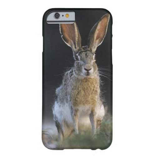 Black_tailed Jackrabbit Lepus californicus 2 Barely There iPhone 6 Case