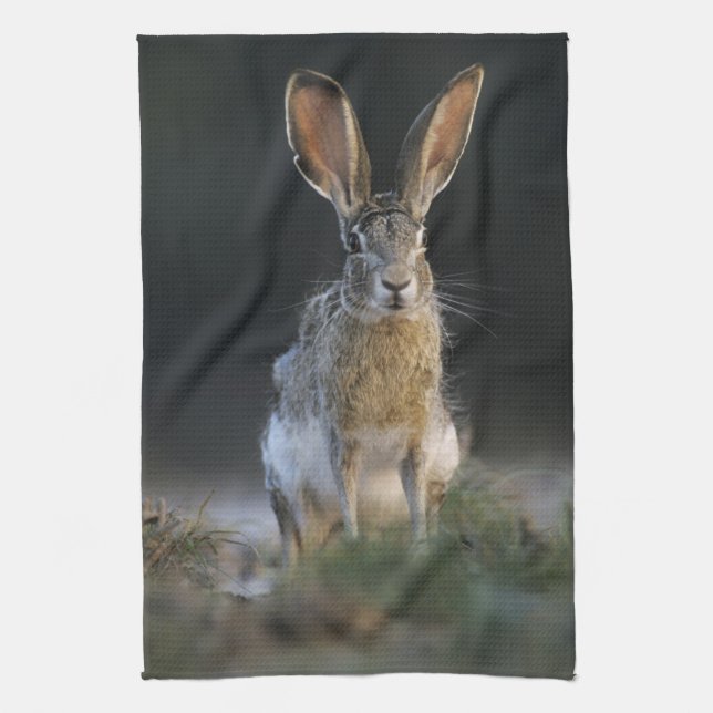 Black-tailed Jackrabbit, Lepus californicus, 2 Kitchen Towel (Vertical)