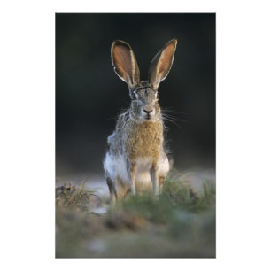 Black-tailed Jackrabbit, Lepus californicus, 2 Photo Print