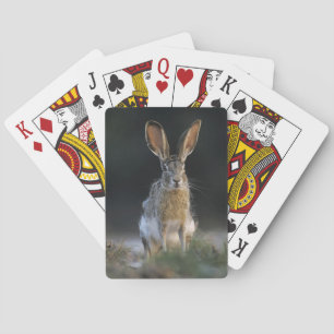 Black-tailed Jackrabbit, Lepus californicus, 2 Poker Cards