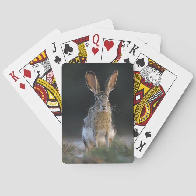 Black-tailed Jackrabbit, Lepus californicus, 2 Poker Cards (Back)