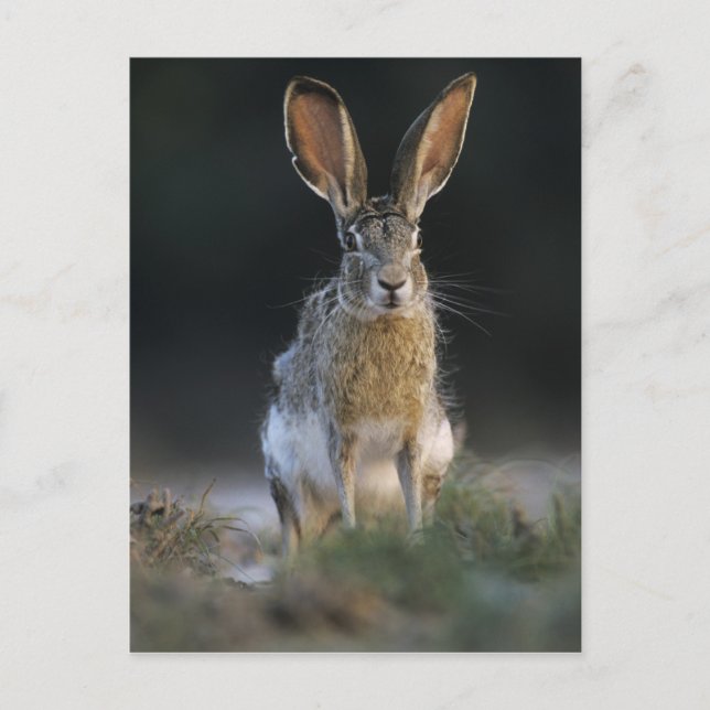 Black-tailed Jackrabbit, Lepus californicus, 2 Postcard (Front)