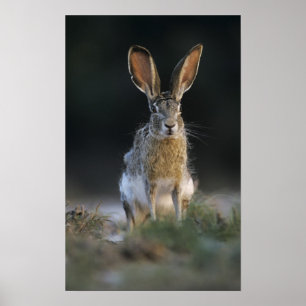 Black-tailed Jackrabbit, Lepus californicus, 2 Poster
