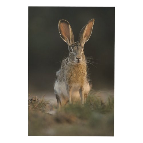 Black_tailed Jackrabbit Lepus californicus 2 Wood Wall Art