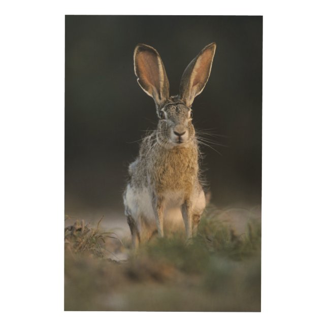 Black-tailed Jackrabbit, Lepus californicus, 2 Wood Wall Art (Front)