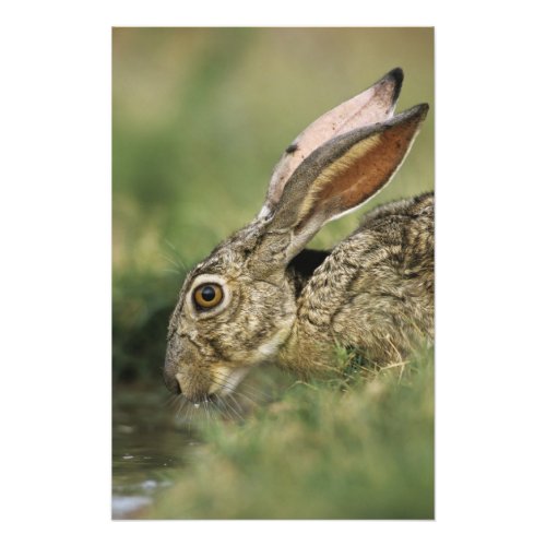 Black_tailed Jackrabbit Lepus californicus Photo Print