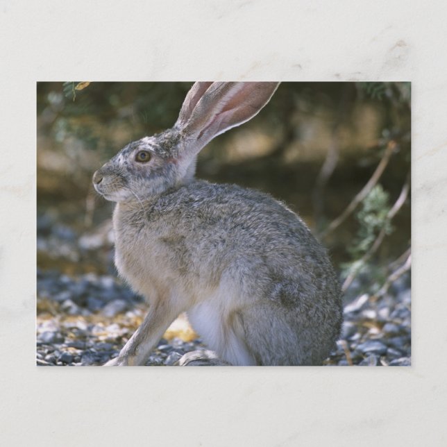 Black-tailed Jackrabbit Postcard (Front)