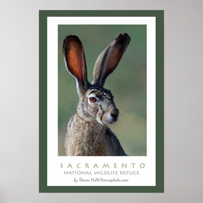 Black tailed Jackrabbit Print